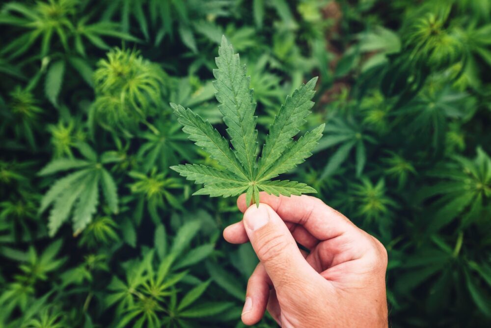 Marijuana grower gently examining crop leaf in field during the regular check-up of plantation