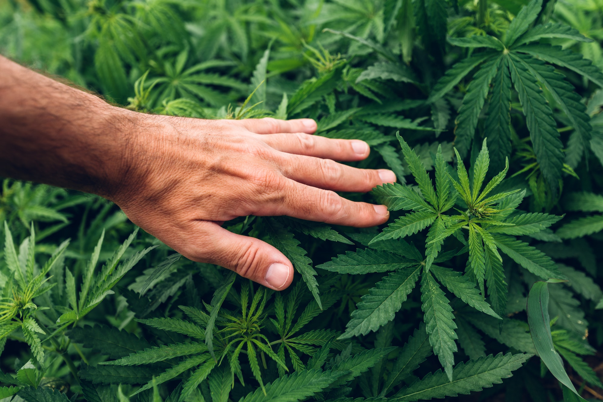 Cannabis Sativa grower gently touches the crops in field during the regular check-up of plantation