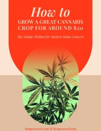 How to Grow a Great Cannabis Crop for Around $20 PDF